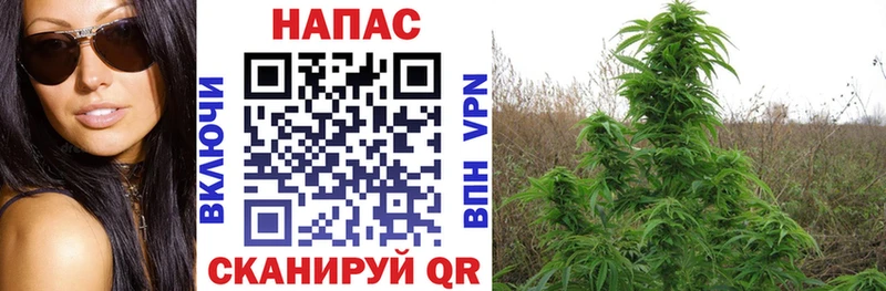 даркнет сайт  Шацк  Канабис SATIVA & INDICA 